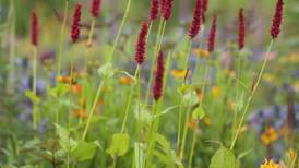 Keep on blooming: late summer flowers that keep the garden going