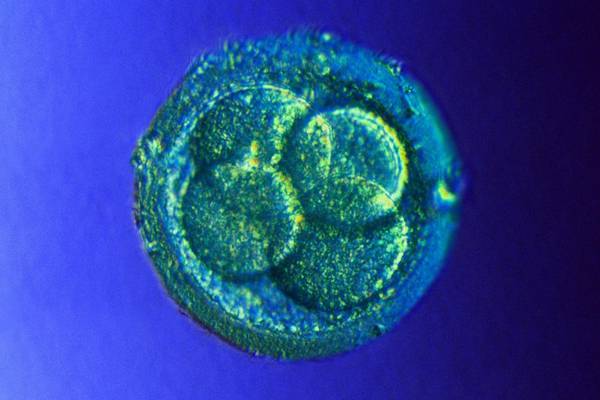 Fertility clinics seek clarification over disposal of embryos