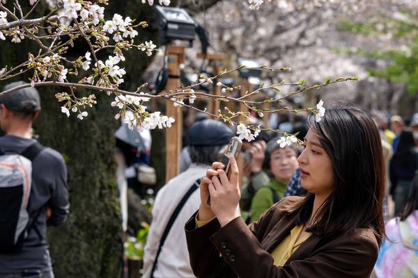 Japanese workers brace for corporate party invitations under the cherry blossoms