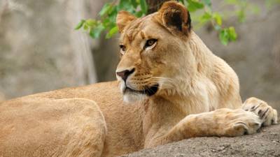 Lioness kills father of her cubs at Indianapolis zoo