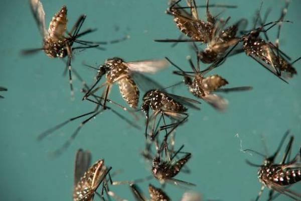 Alphabet science unit to target Zika carrying insects with 20m mosquitoes