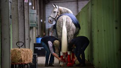 Cancellation of Dublin Horse Show casts doubt on large-scale summer events