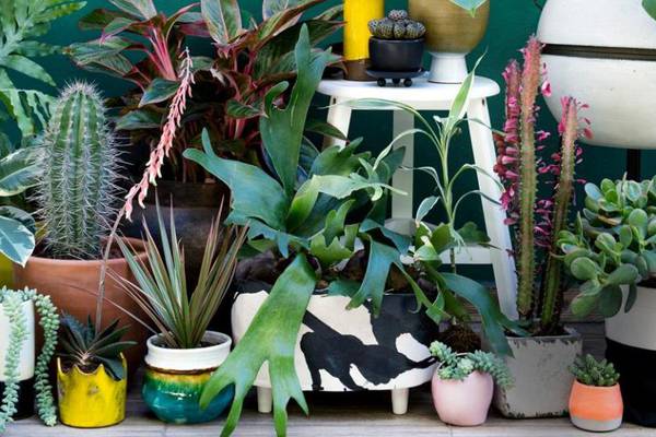 It’s the 1970s all over again as house plants grow on us