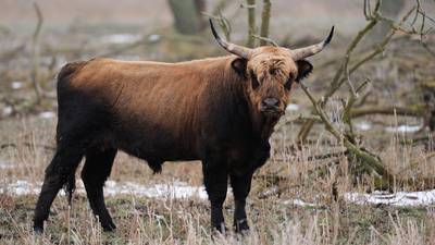 The rewild show: Aurochs 2.0 and other species to make a European comeback