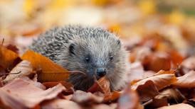 The plight of Irish hedgehogs is a cause for concern. It’s been years since I’ve seen one