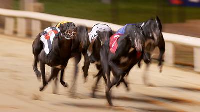 Plans for a levy to fund greyhounds’ retirement