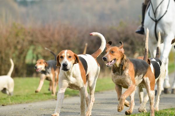 Ban on hunting with dogs debated at Northern Ireland Assembly