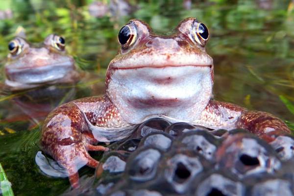 Nature Diary: Frogspawn