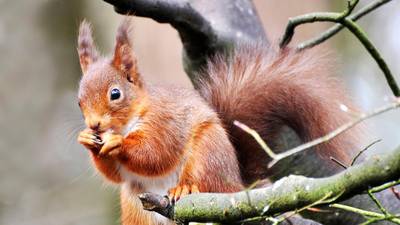 Red squirrels’ battle for survival hindered by non-native conifers