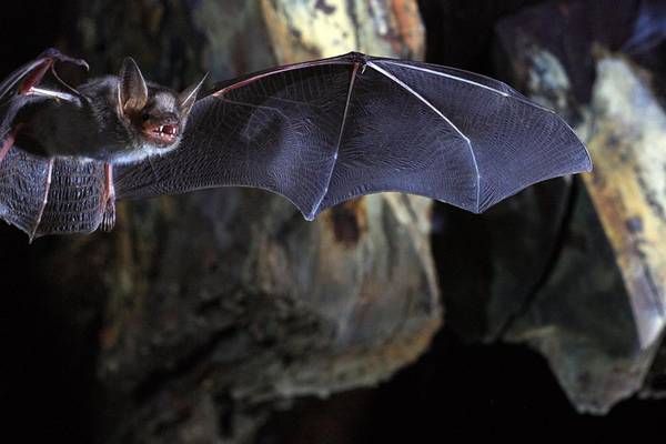 Covid-19: Scientists identify genes which help bats fight viruses