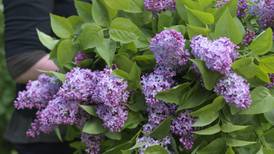 The miracle of lilac: long-living, sweet-smelling and very easy to grow