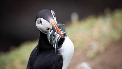 Irish birds more endangered than ever, report finds