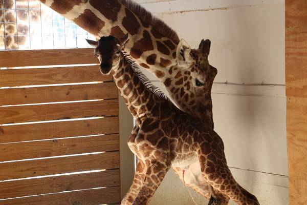 Giraffe gives birth in New York zoo after 16 month pregnancy