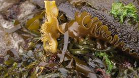 Seaweed has potential to sharply reduce agricultural emissions
