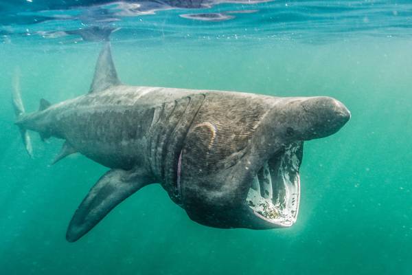 Ireland's basking sharks to get protected status under Wildlife Act