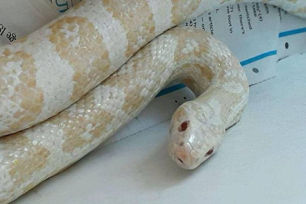 Is this your five-foot exotic snake found in a south Dublin tree?