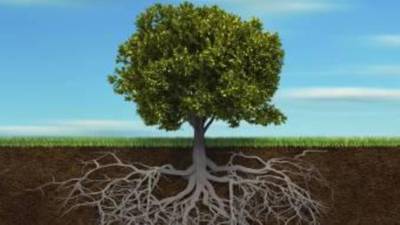 Irish Roots: seven years of genealogical delving