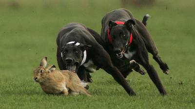 Minister refuses to ban hare coursing but says laws  important