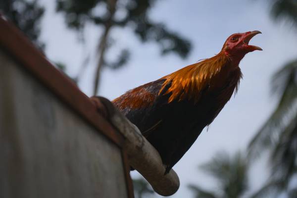 Man is killed by rooster amid illegal cockfight in India