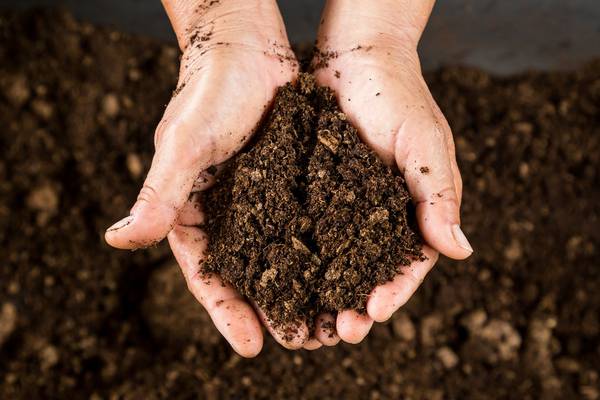Gardeners, give up buying peat compost – it’s a disaster for the environment