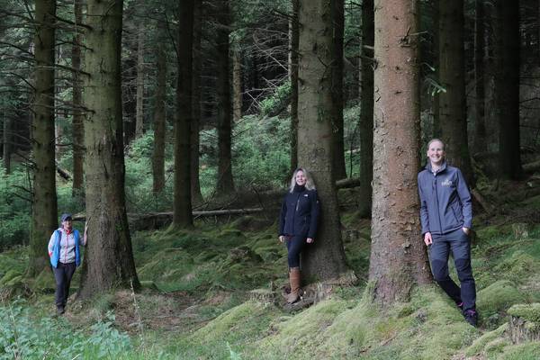 The Dublin Mountains Makeover: Ireland’s largest ever forest transformation