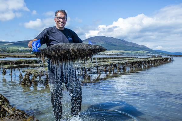 Oyster season in full swing at the Sea Louth Seafood Trail