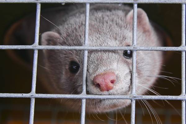 Mink farms to get €4m to €8m compensation from State