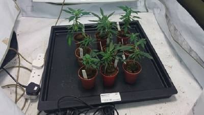 Gardaí uncover cannabis grow-house in Kildare