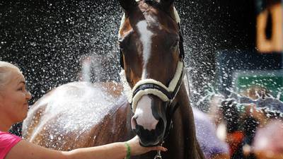 Irish riders dominate Dublin Horse Show’s first day