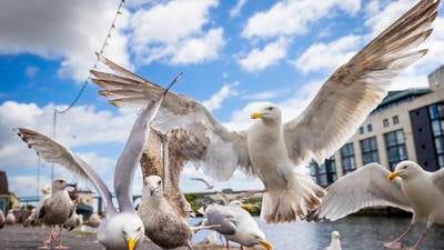 ‘He was hitting me ... it was like a horror movie’: Seagulls posing problems in Drogheda