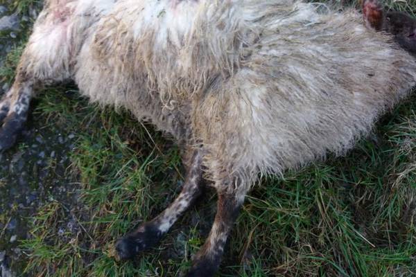 Sheep killed in three separate dog attacks in Louth over Christmas