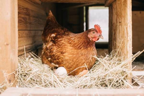 WB Yeats and the lost art of hypnotising hens 