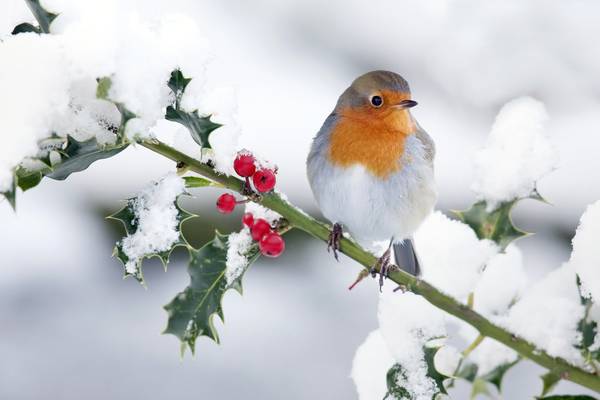 Holly days are coming – An Irishman’s Diary about the bird-intoxicating properties of a seasonal tree