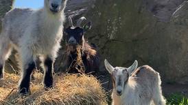 Howth Head becomes home to several kid goats