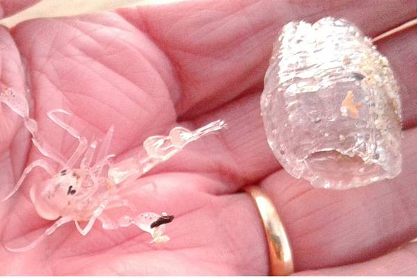 What are these clear, gelatinous cylinders housing small zooplankton?