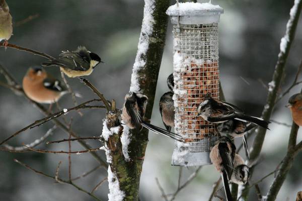 How to birdwatch in the garden this winter