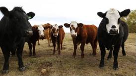 Farmers blockading meat plants face ‘expulsion’ from campaign group