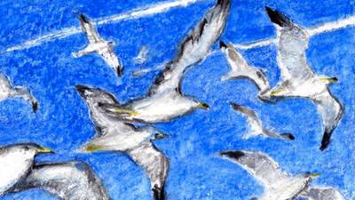 Another Life: How have gulls become such clever urban residents?