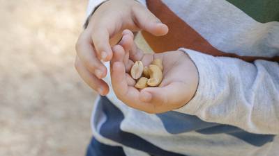 Children in England will be first to benefit from peanut allergy treatment