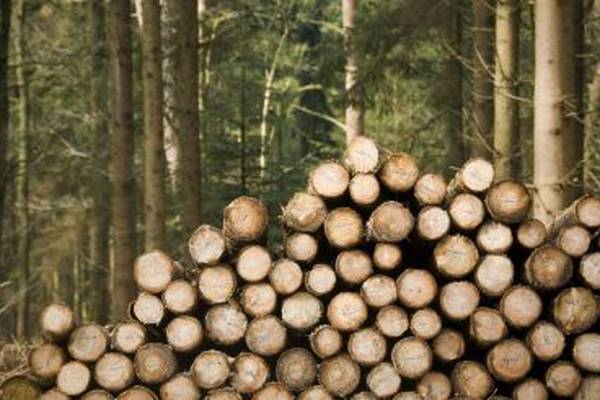 Forestry not seen as viable by many farmers, department admits