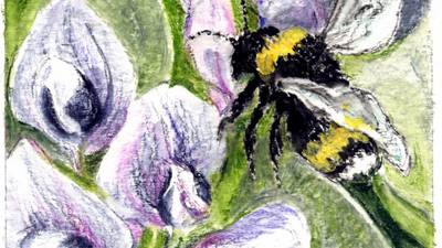 Another Life: Spring sees launch of new all-Ireland ‘pollinator plan’