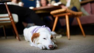 The best dog-friendly cafes, pubs and restaurants around Ireland