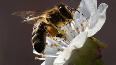EU members back ban on insecticides to protect honey bees