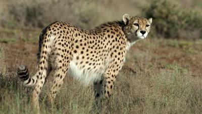 Can the Iranian cheetah outrun extinction?
