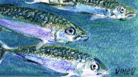 Debate over mackerel quotas grows as Atlantic nations flout advice