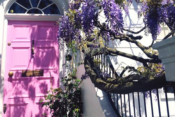 Everything you’ve ever wanted to know about growing wisteria