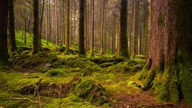 Coillte eyes tourism and energy projects for future growth