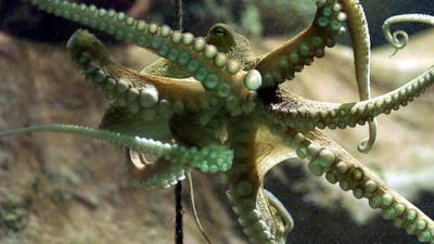 They’re no suckers: why octopuses don’t get their tentacles in a twist