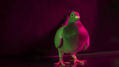 Million Dollar Pigeons review: ‘Two million dollars? Relax, mate. It’s a pigeon’