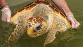 Endangered turtle Leona jets off to tweet from the Canaries